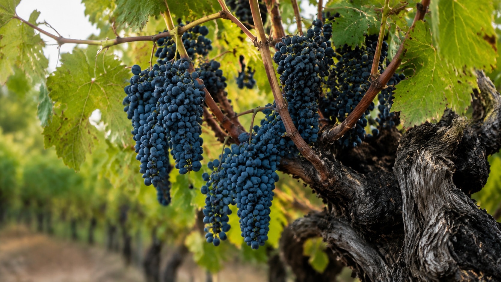 Cabernet Franc Grapes Loire France