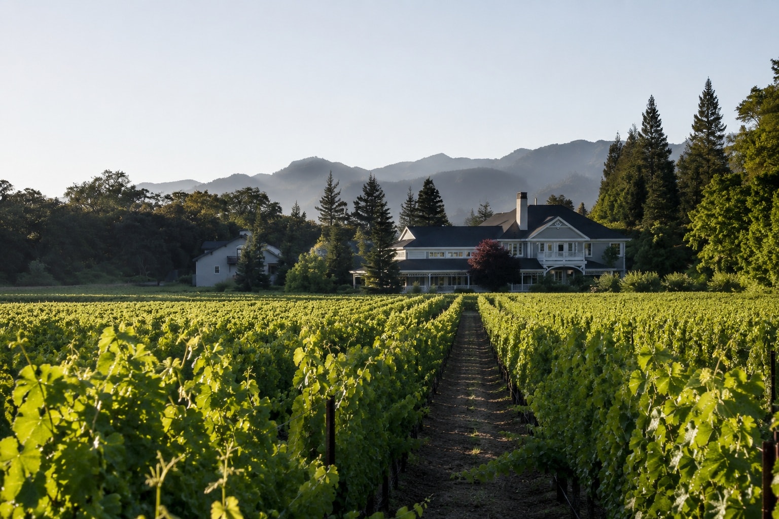 Duckhorn Vineyards California USA early morning