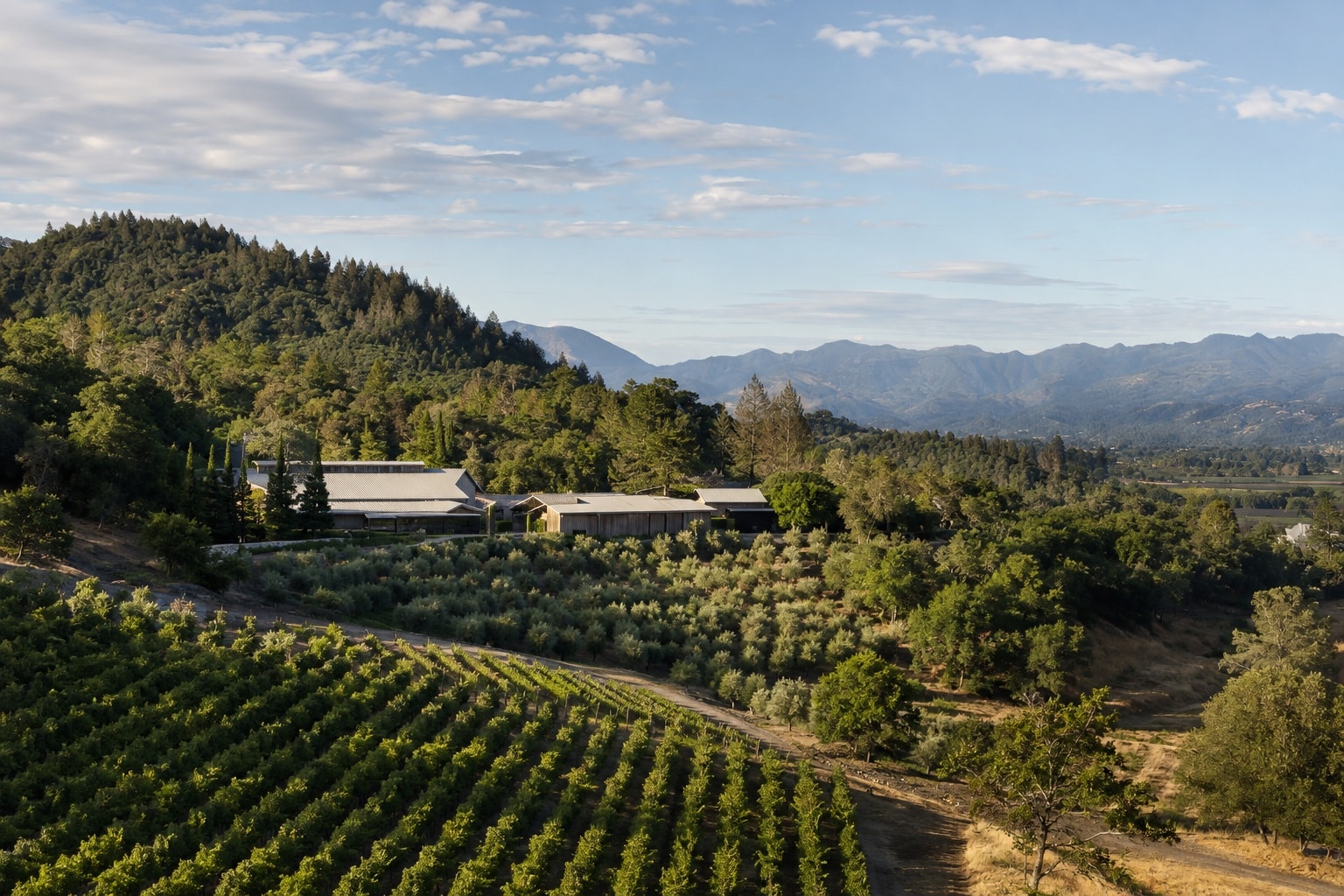 Harlan Estate winery and summer vineyards overlooking Napa Valley from Oakville’s western hills