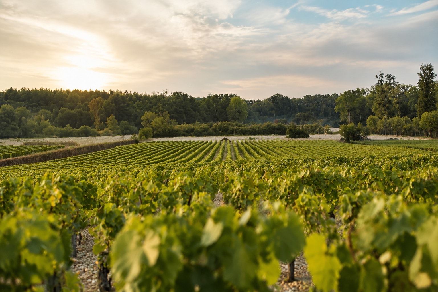 Vineyard rows on gravel soils in Pessac-Léognan, Bordeaux, France
